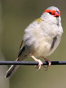 Red-browed Finch