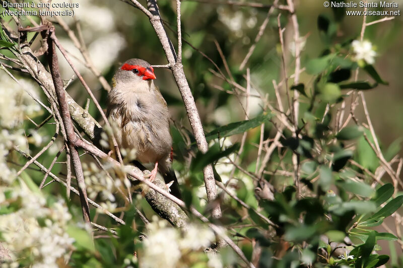 Red-browed Finchadult, habitat