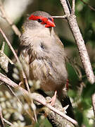 Red-browed Finch