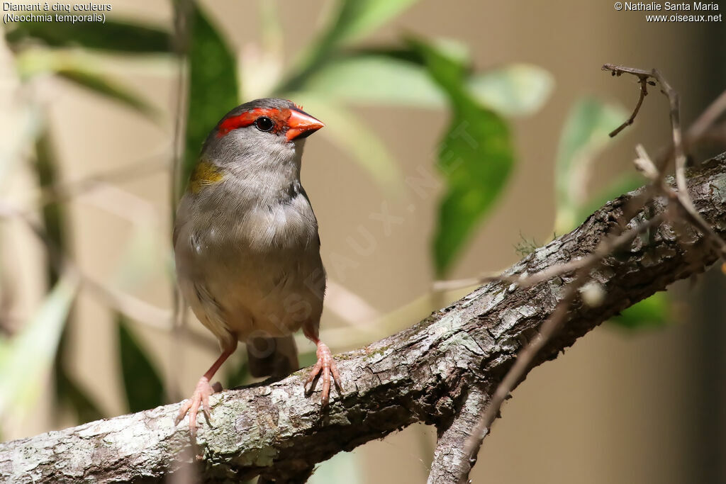 Red-browed Finchadult, identification