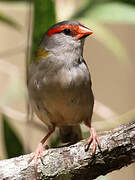 Red-browed Finch