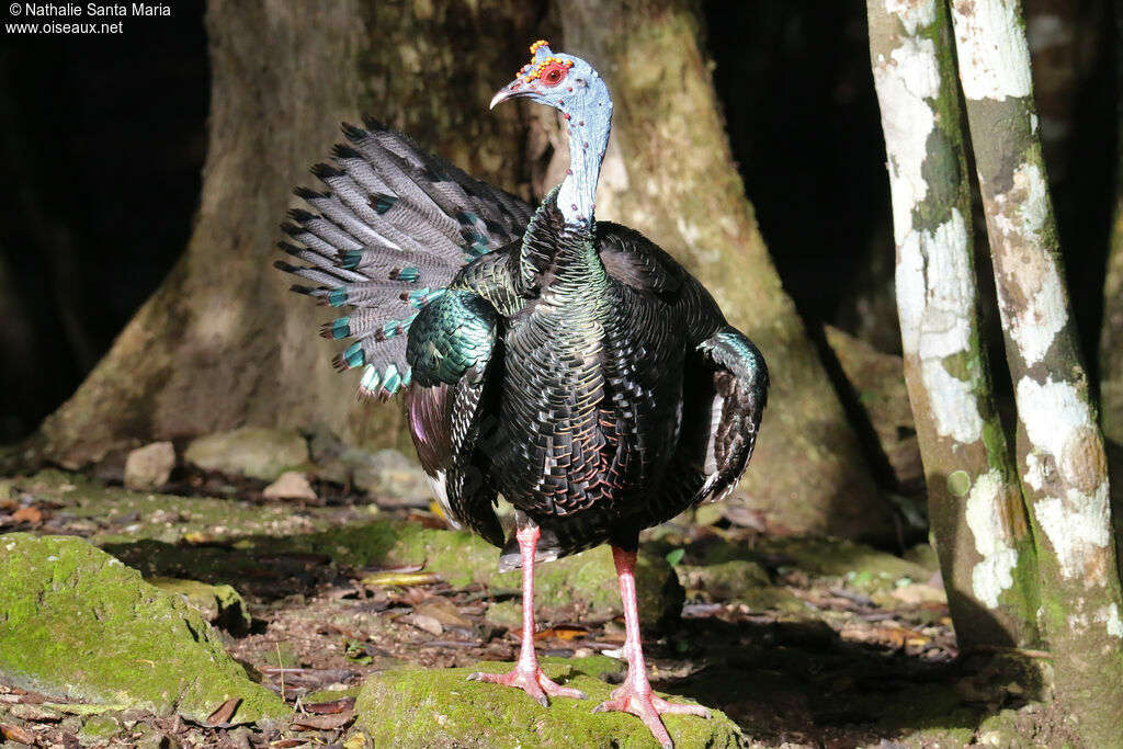 Ocellated Turkeyadult, identification, aspect