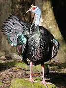 Ocellated Turkey