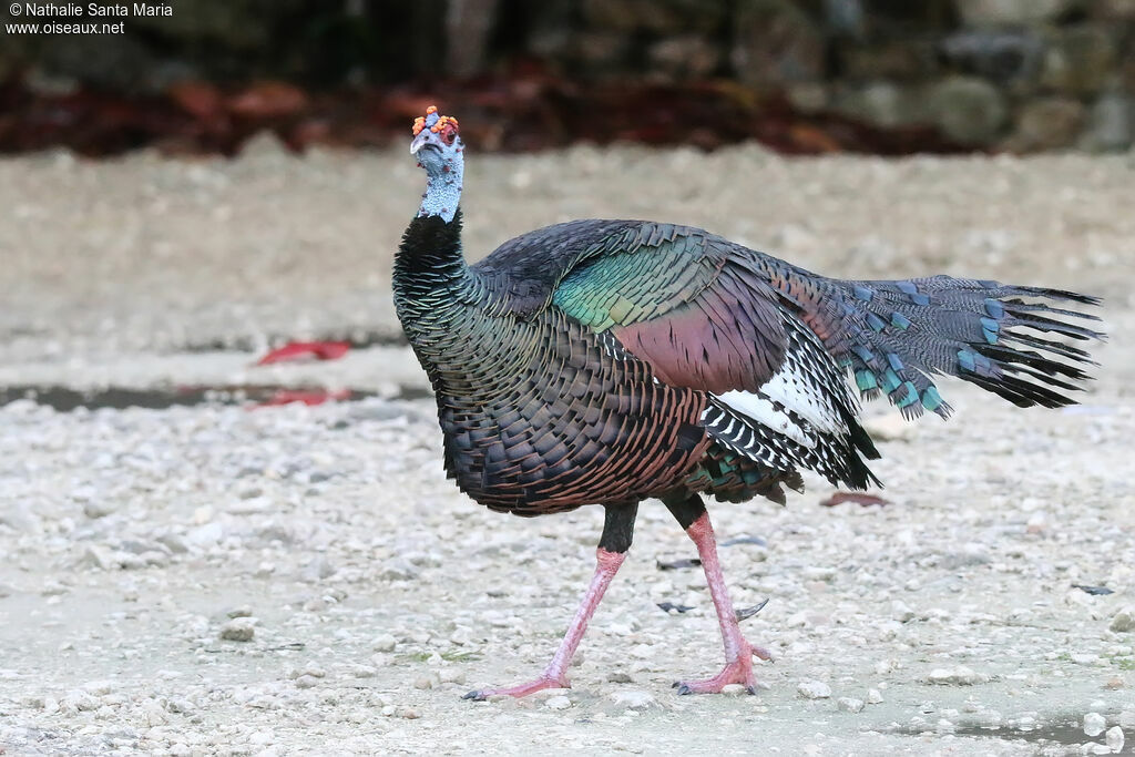 Ocellated Turkeyadult, identification, walking