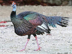 Ocellated Turkey