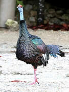 Ocellated Turkey