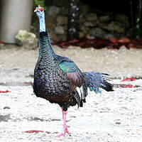 Dindon ocellé
