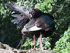 Ocellated Turkey