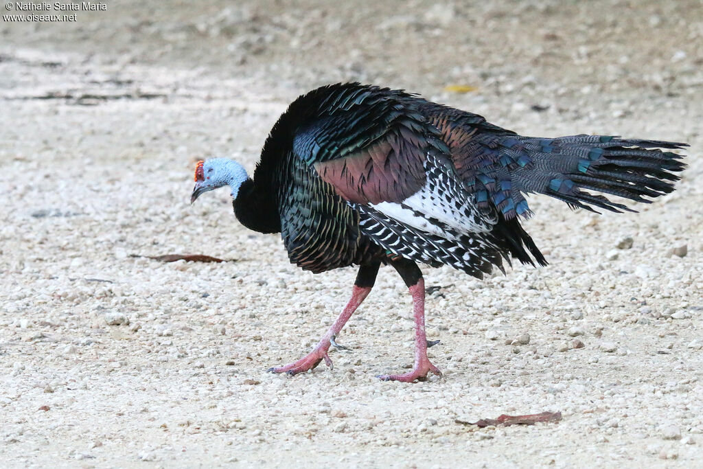 Ocellated Turkeyadult, identification, aspect, walking