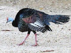 Ocellated Turkey