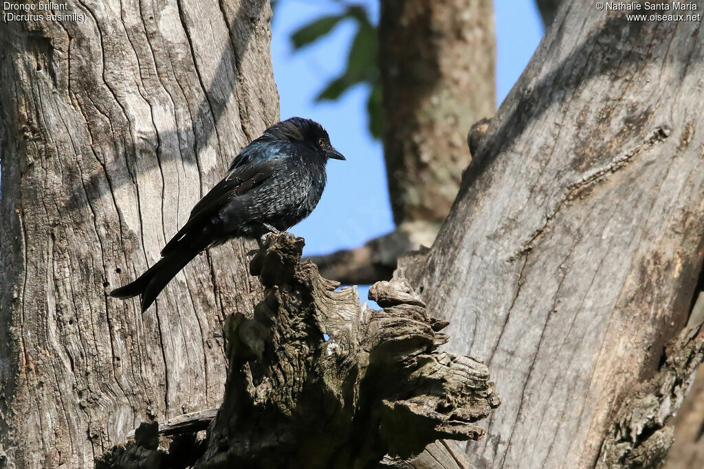 Fork-tailed Drongoadult, identification, habitat, Behaviour