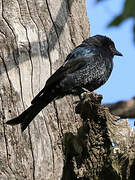 Fork-tailed Drongo