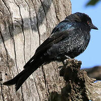 Drongo brillant