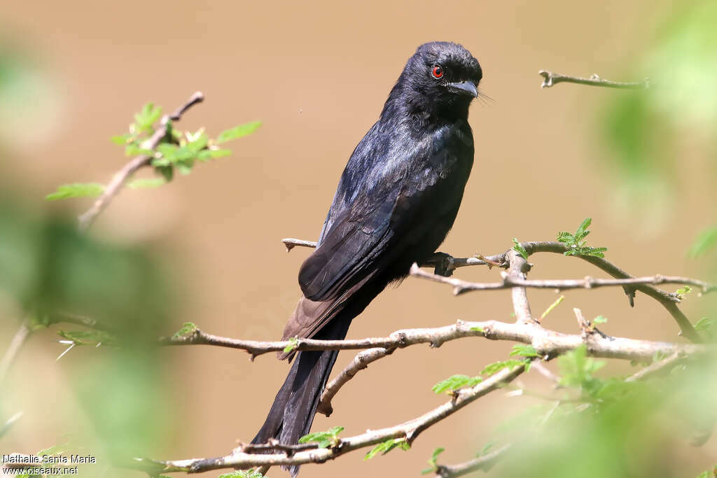 Fork-tailed Drongoadult, pigmentation, Behaviour