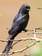 Fork-tailed Drongo