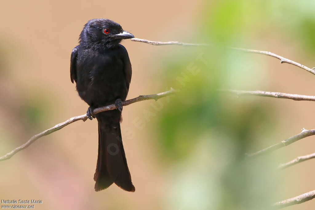 Fork-tailed Drongoadult, close-up portrait