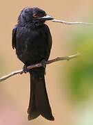 Fork-tailed Drongo