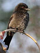 Fork-tailed Drongo