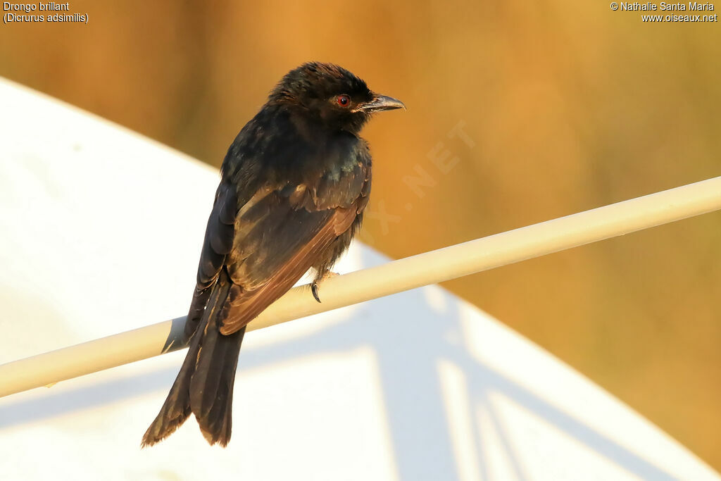 Drongo brillantadulte, identification