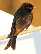 Fork-tailed Drongo