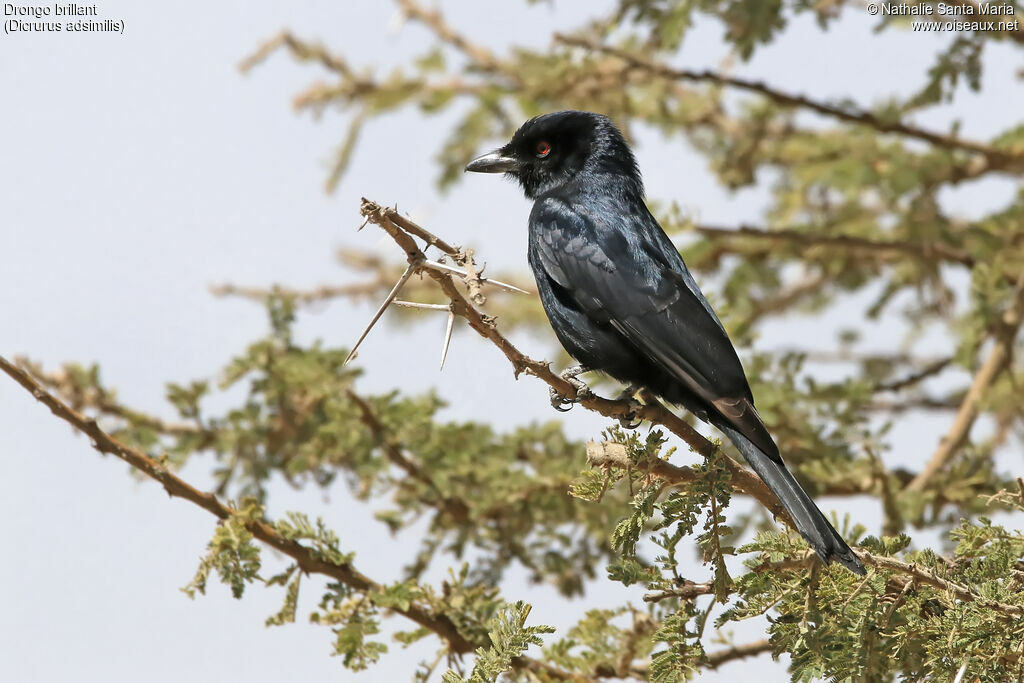 Fork-tailed Drongoadult, identification, pigmentation