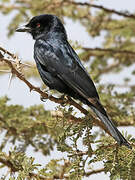 Fork-tailed Drongo