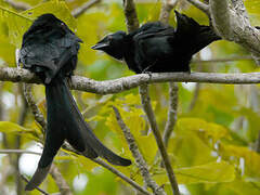 Mayotte Drongo