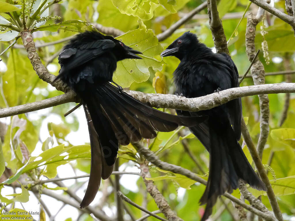 Mayotte Drongoadult, courting display, Reproduction-nesting, Behaviour