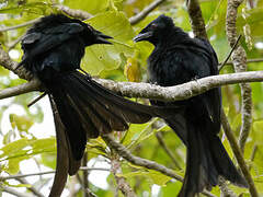 Mayotte Drongo