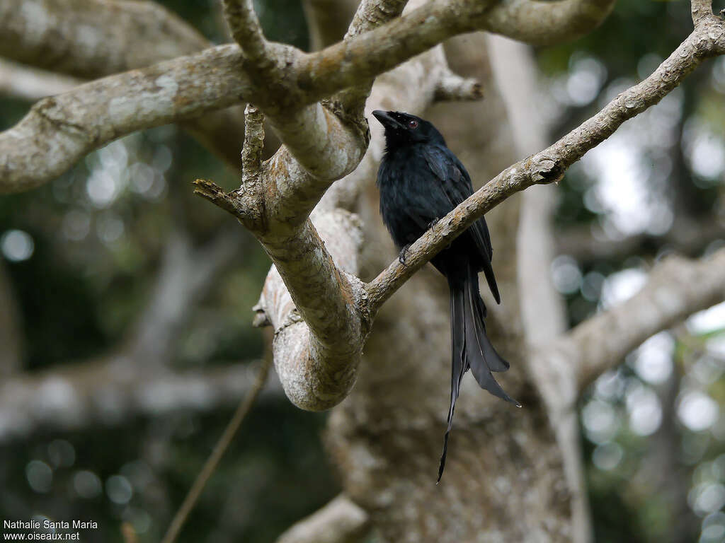 Drongo de Mayotteadulte, identification, Comportement