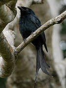 Mayotte Drongo