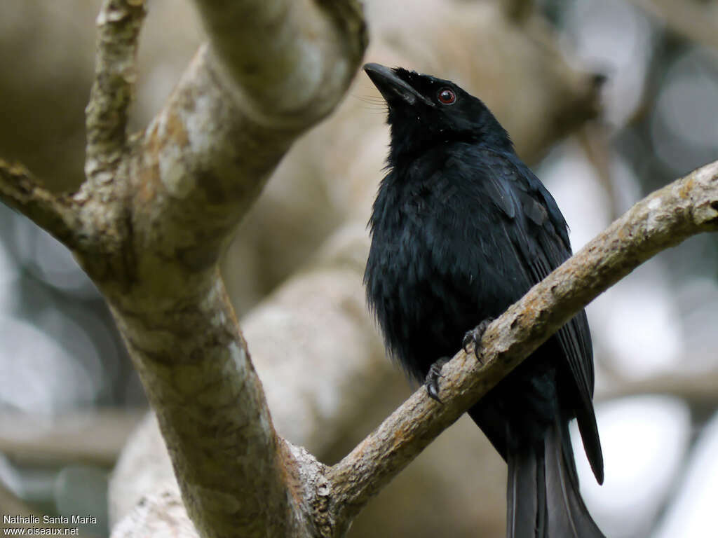 Mayotte Drongoadult, identification, close-up portrait