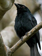 Drongo de Mayotte