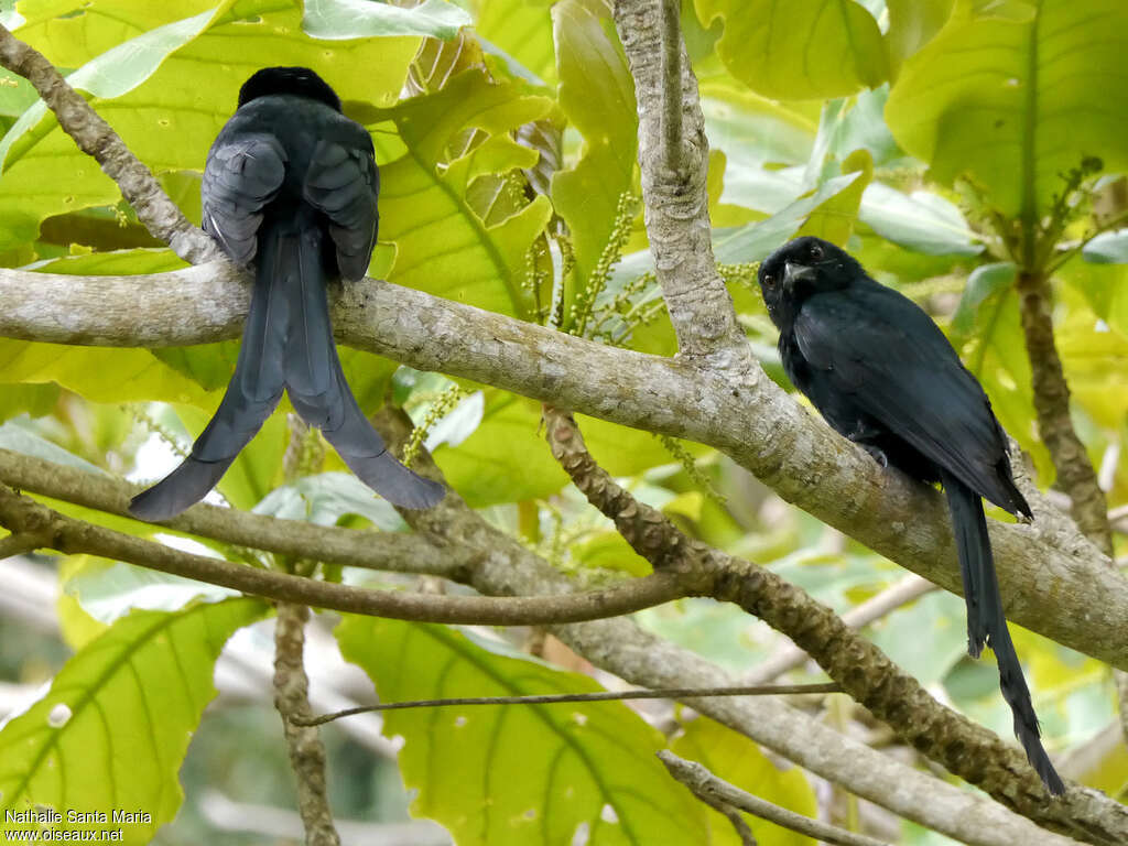 Mayotte Drongoadult, Reproduction-nesting, Behaviour