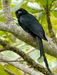 Drongo de Mayotte