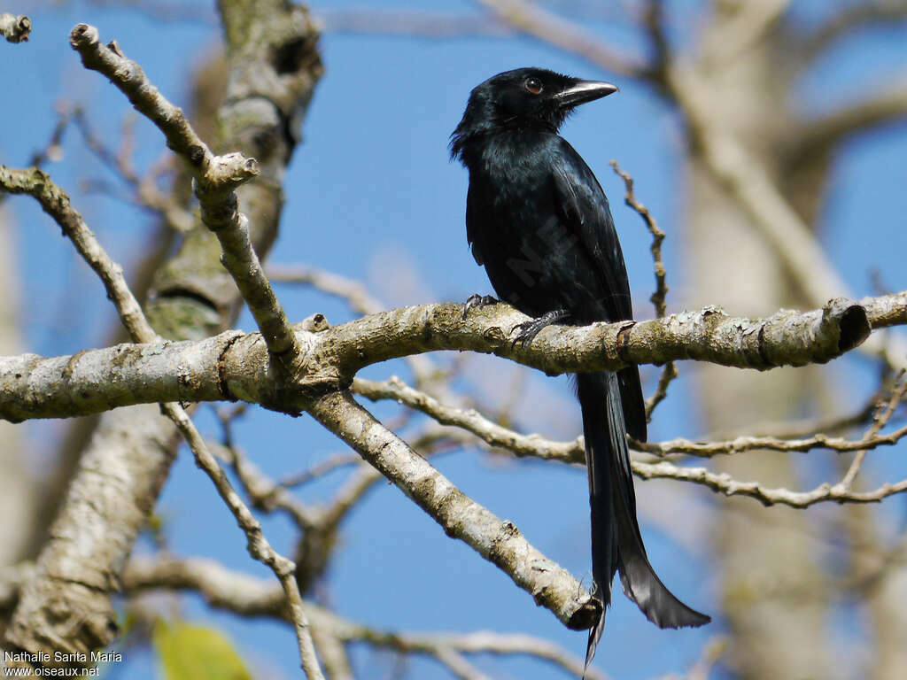 Mayotte Drongoadult, identification