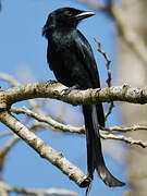 Drongo de Mayotte