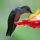 Dryade à queue fourchue