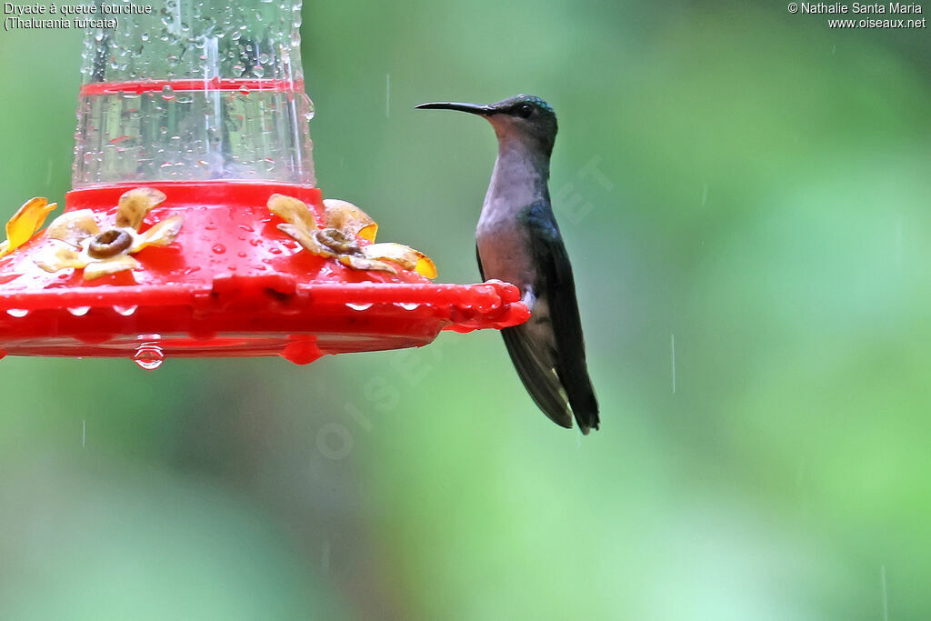 Dryade à queue fourchue