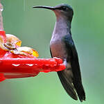 Dryade à queue fourchue