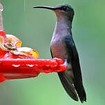 Dryade à queue fourchue