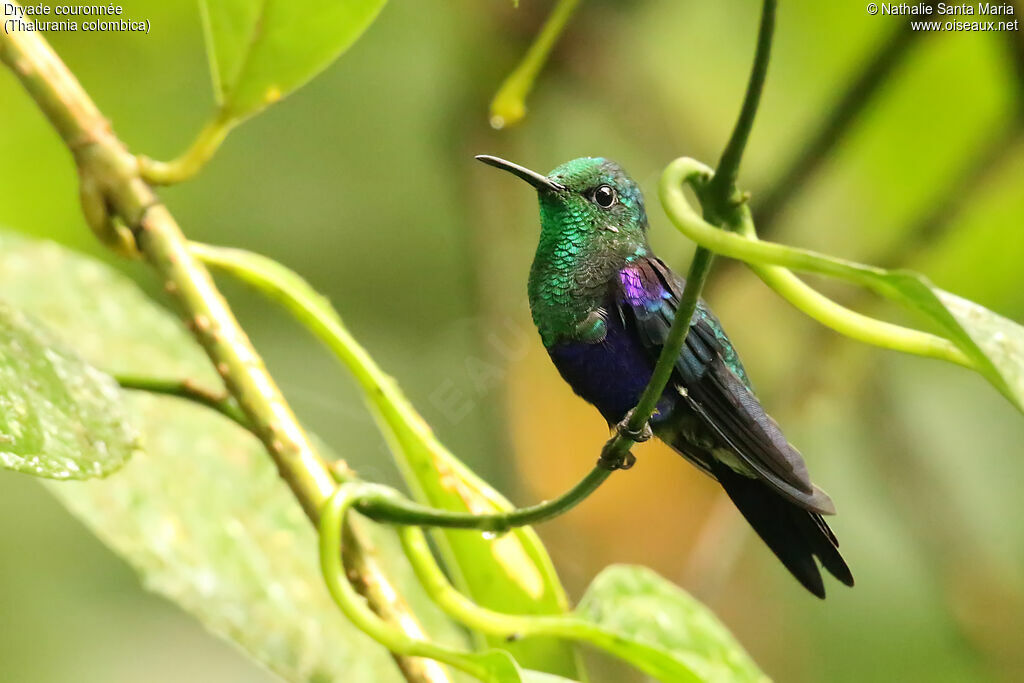 Crowned Woodnymph male adult, identification