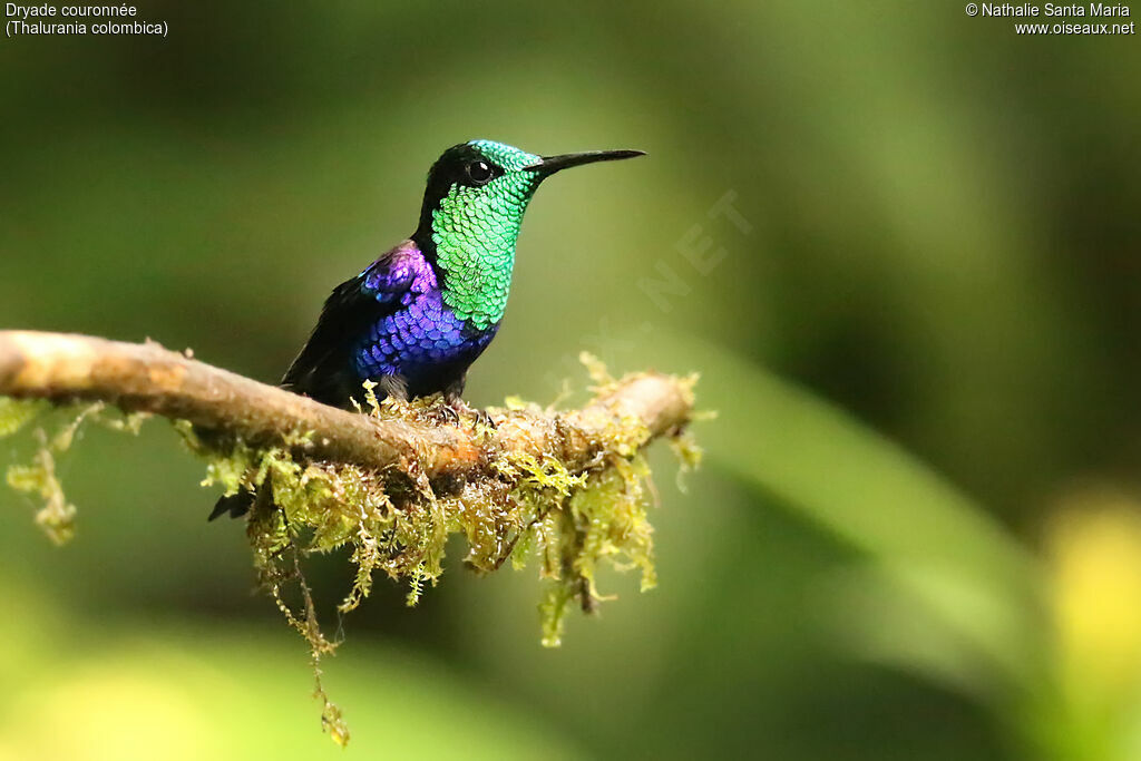 Crowned Woodnymph male adult, identification