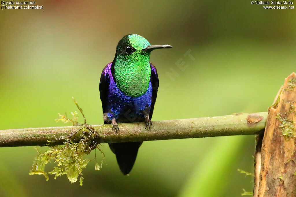 Crowned Woodnymph male adult, identification