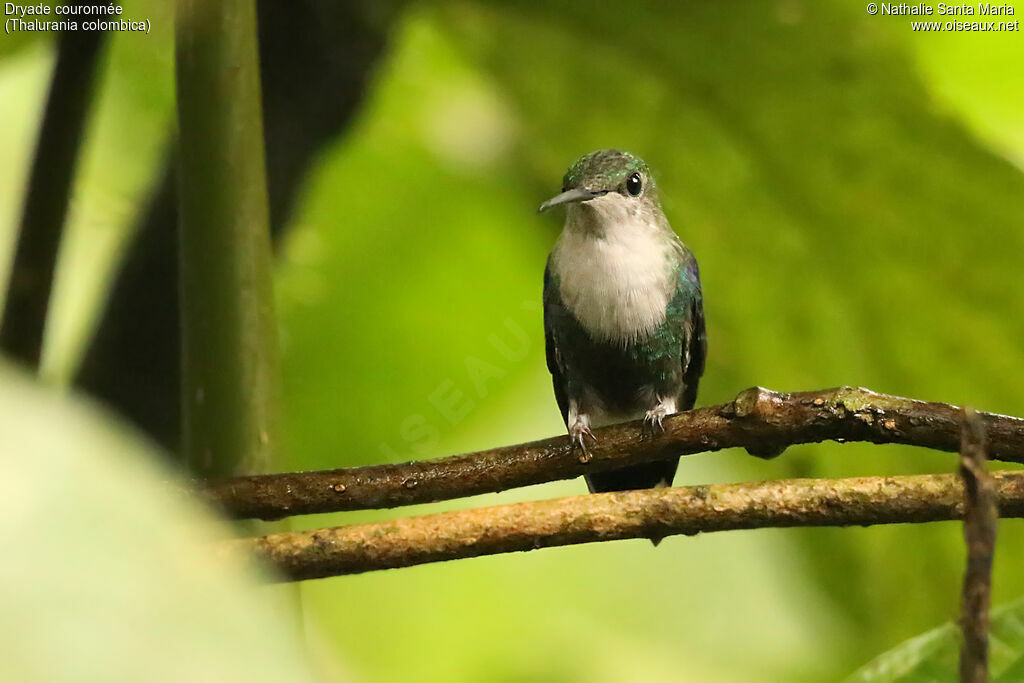 Crowned Woodnymph female adult, identification