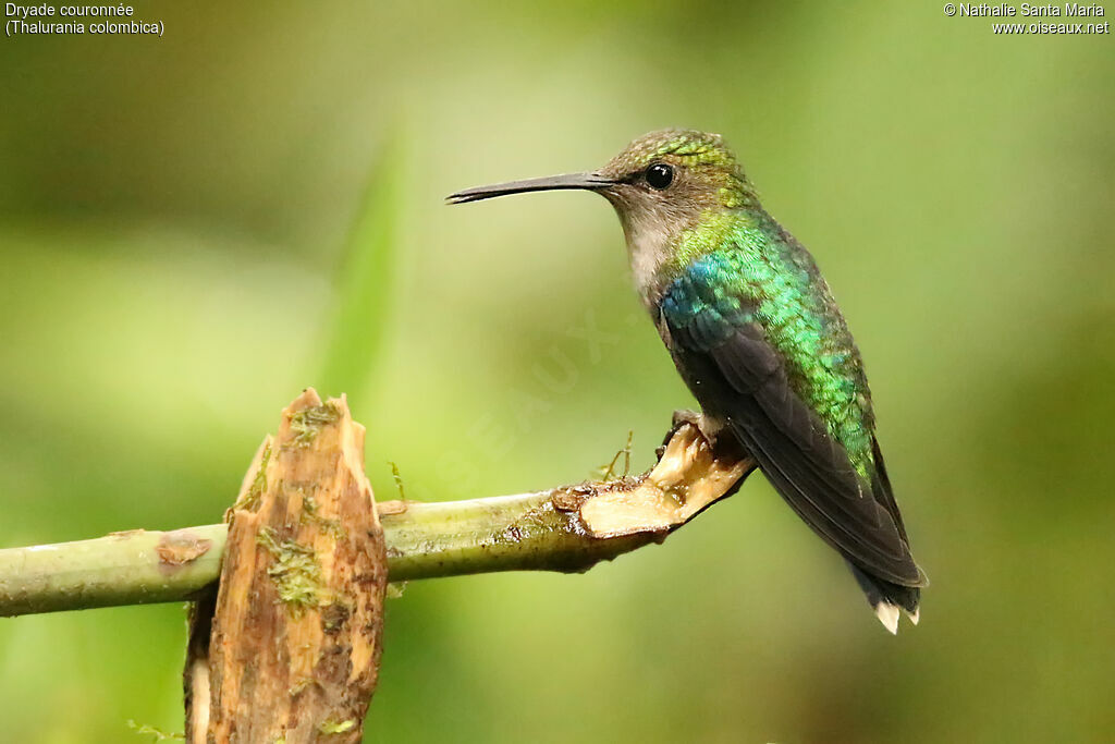 Crowned Woodnymph female adult, identification