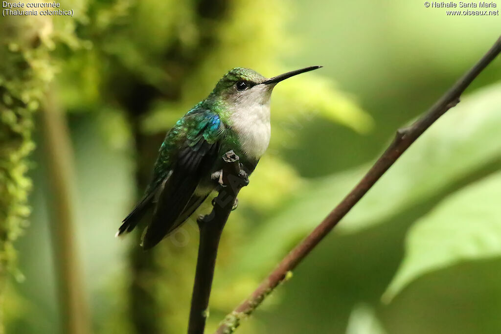 Crowned Woodnymph female, identification