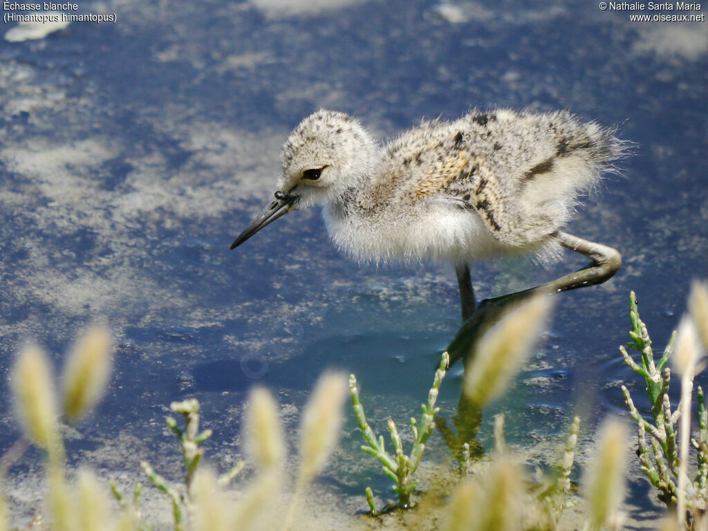 Échasse blanchePoussin, identification, habitat, marche, Comportement