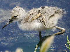 Black-winged Stilt