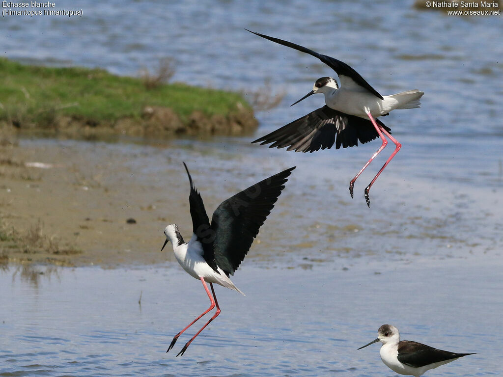 Échasse blancheadulte nuptial, habitat, Nidification, Comportement